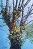 Aquarelle 46 x 32<br><a href='zoom2/arbre_moussu.jpg' class='fancybox' data-fancybox-group='media-gallery' style='color:#2c9dfc;'>Agrandir</a>
    <div style='display:none;'>
    <br>
    <a href='zoom2/vigne.jpg' class='fancybox' data-fancybox-group='media-gallery' style='color:#2c9dfc;'>Agrandir</a>
    <a href='zoom2/audenge.jpg' class='fancybox' data-fancybox-group='media-gallery' style='color:#2c9dfc;'>Agrandir</a>
    <a href='zoom2/digue_cabestan.jpg' class='fancybox' data-fancybox-group='media-gallery' style='color:#2c9dfc;'>Agrandir</a>
    <a href='zoom2/ciel_orage.jpg' class='fancybox' data-fancybox-group='media-gallery' style='color:#2c9dfc;'>Agrandir</a>
    <a href='zoom2/etude_ciel.jpg' class='fancybox' data-fancybox-group='media-gallery' style='color:#2c9dfc;'>Agrandir</a>
    <a href='zoom2/reflets.jpg' class='fancybox' data-fancybox-group='media-gallery' style='color:#2c9dfc;'>Agrandir</a>
    <a href='zoom2/giverny.jpg' class='fancybox' data-fancybox-group='media-gallery' style='color:#2c9dfc;'>Agrandir</a>
    <a href='zoom2/giverny-2.jpg' class='fancybox' data-fancybox-group='media-gallery' style='color:#2c9dfc;'>Agrandir</a>
    <a href='zoom2/rocamadour.jpg' class='fancybox' data-fancybox-group='media-gallery' style='color:#2c9dfc;'>Agrandir</a>
    <a href='zoom2/vache-2.jpg' class='fancybox' data-fancybox-group='media-gallery' style='color:#2c9dfc;'>Agrandir</a>
    <a href='zoom2/arbre_moussu.jpg' class='fancybox' data-fancybox-group='media-gallery' style='color:#2c9dfc;'>Agrandir</a>
    <a href='zoom2/coquelicots.jpg' class='fancybox' data-fancybox-group='media-gallery' style='color:#2c9dfc;'>Agrandir</a>
    <a href='zoom2/jardin_personnalites.jpg' class='fancybox' data-fancybox-group='media-gallery' style='color:#2c9dfc;'>Agrandir</a>
    <a href='zoom2/reflet_lac.jpg' class='fancybox' data-fancybox-group='media-gallery' style='color:#2c9dfc;'>Agrandir</a>
    </div>