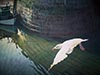 Aquarelle 73 x 54<br><a href='../zoom2/envol.jpg' class='fancybox' data-fancybox-group='media-gallery' style='color:#2c9dfc;'>Enlarge</a>