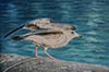 Aquarelle 74 x 53<br><a href='../zoom2/goeland.jpg' class='fancybox' data-fancybox-group='media-gallery' style='color:#2c9dfc;'>Enlarge</a>
