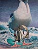 Aquarelle 46 x 42<br><a href='../zoom2/naufrage.jpg' class='fancybox' data-fancybox-group='media-gallery' style='color:#2c9dfc;'>Enlarge</a>