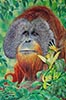Acrylique 61 x 50<br><a href='zoom2/orang-outan.jpg' class='fancybox' data-fancybox-group='media-gallery' style='color:#2c9dfc;'>Agrandir</a>
    <div style='display:none;'>
    <br>
    <a href='zoom2/entre_amis.jpg' class='fancybox' data-fancybox-group='media-gallery' style='color:#2c9dfc;'>Agrandir</a>
    <a href='zoom2/jules_camille.jpg' class='fancybox' data-fancybox-group='media-gallery' style='color:#2c9dfc;'>Agrandir</a>
    <a href='zoom2/classe_1949.jpg' class='fancybox' data-fancybox-group='media-gallery' style='color:#2c9dfc;'>Agrandir</a>
    <a href='zoom2/homme_cheval.jpg' class='fancybox' data-fancybox-group='media-gallery' style='color:#2c9dfc;'>Agrandir</a>
    <a href='zoom2/coques.jpg' class='fancybox' data-fancybox-group='media-gallery' style='color:#2c9dfc;'>Agrandir</a>
    <a href='zoom2/envol.jpg' class='fancybox' data-fancybox-group='media-gallery' style='color:#2c9dfc;'>Agrandir</a>
    <a href='zoom2/oie.jpg' class='fancybox' data-fancybox-group='media-gallery' style='color:#2c9dfc;'>Agrandir</a>
    <a href='zoom2/elephant.jpg' class='fancybox' data-fancybox-group='media-gallery' style='color:#2c9dfc;'>Agrandir</a>
    <a href='zoom2/liberte.jpg' class='fancybox' data-fancybox-group='media-gallery' style='color:#2c9dfc;'>Agrandir</a>
    <a href='zoom2/eternite.jpg' class='fancybox' data-fancybox-group='media-gallery' style='color:#2c9dfc;'>Agrandir</a>
    <a href='zoom2/lune.jpg' class='fancybox' data-fancybox-group='media-gallery' style='color:#2c9dfc;'>Agrandir</a>
    <a href='zoom2/zebre.jpg' class='fancybox' data-fancybox-group='media-gallery' style='color:#2c9dfc;'>Agrandir</a>
    <a href='zoom2/usa.jpg' class='fancybox' data-fancybox-group='media-gallery' style='color:#2c9dfc;'>Agrandir</a>
    <a href='zoom2/pignouf.jpg' class='fancybox' data-fancybox-group='media-gallery' style='color:#2c9dfc;'>Agrandir</a>
<a href='zoom2/reve_evasion.jpg' class='fancybox' data-fancybox-group='media-gallery' style='color:#2c9dfc;'>Agrandir</a>
<a href='zoom2/plage2.jpg' class='fancybox' data-fancybox-group='media-gallery' style='color:#2c9dfc;'>Agrandir</a>
<a href='zoom2/naufrage.jpg' class='fancybox' data-fancybox-group='media-gallery' style='color:#2c9dfc;'>Agrandir</a>
<a href='zoom2/train_fantome.jpg' class='fancybox' data-fancybox-group='media-gallery' style='color:#2c9dfc;'>Agrandir</a>
<a href='zoom2/regard_enfant.jpg' class='fancybox' data-fancybox-group='media-gallery' style='color:#2c9dfc;'>Agrandir</a>
    </div>