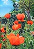 <br>Acrylique 92 x 65<br><a href='../zoom2/pavots.jpg' class='fancybox' data-fancybox-group='media-gallery' style='color:#2c9dfc;'>Enlarge</a>